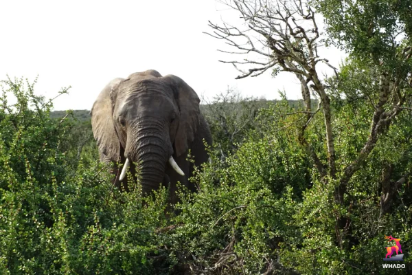 Addo Elephant Park - Addo, Eastern Cape - Zuid-Afrika