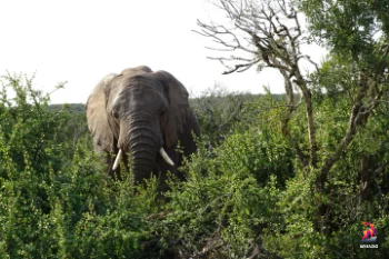 Addo Elephant Park - Addo, Eastern Cape - Zuid-Afrika