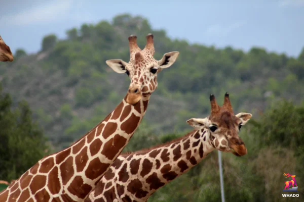 Safari Zoo - Porto Cristo - Spanje