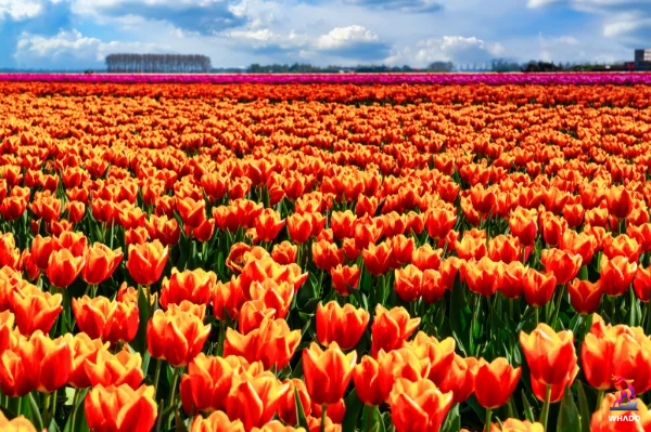 Tulpenroute Flevoland - Biddinghuizen - Nederland