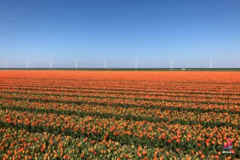 Tulpenroute Flevoland - Biddinghuizen - Nederland
