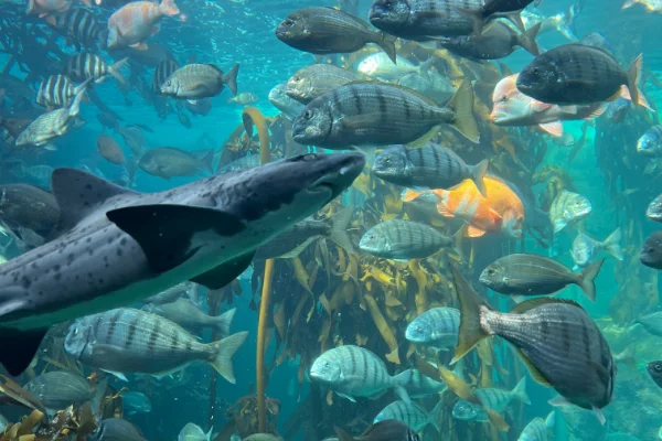 Two Oceans Aquarium - Cape Town - Zuid-Afrika