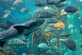 Two Oceans Aquarium - Cape Town - Zuid-Afrika