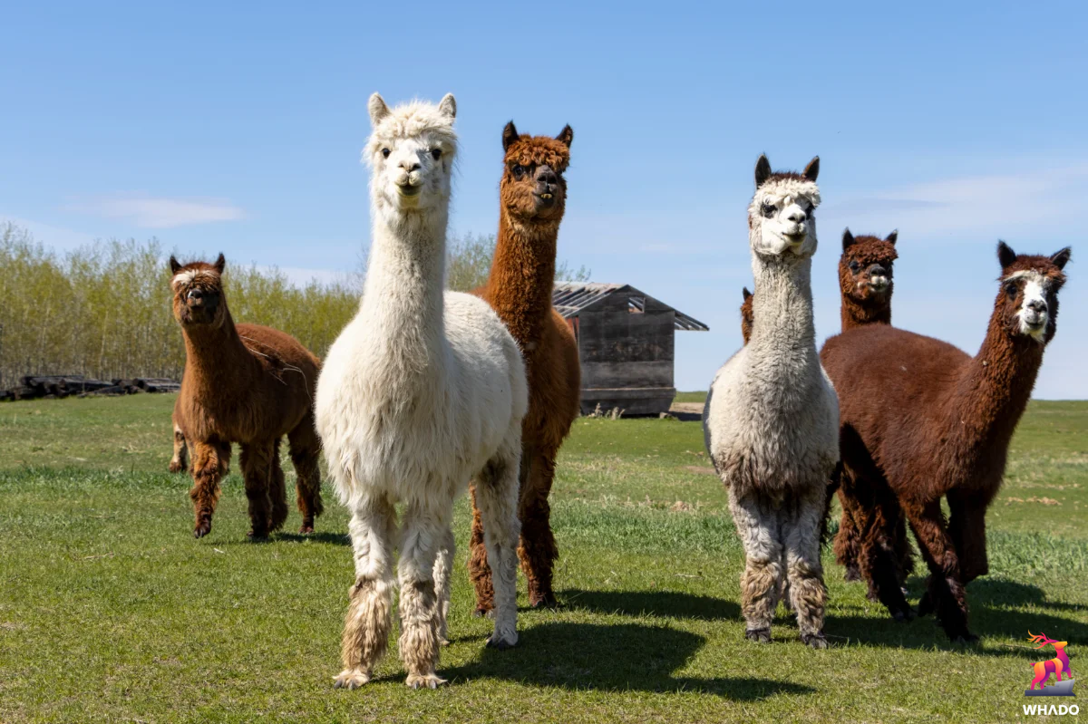 Whado Alpaca Zeeland Nieuwdorp Alpaka Farm