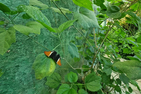 Vlinderparadijs Papiliorama - Havelte - Nederland