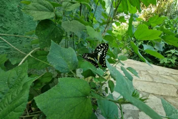Vlinderparadijs Papiliorama - Havelte - Nederland